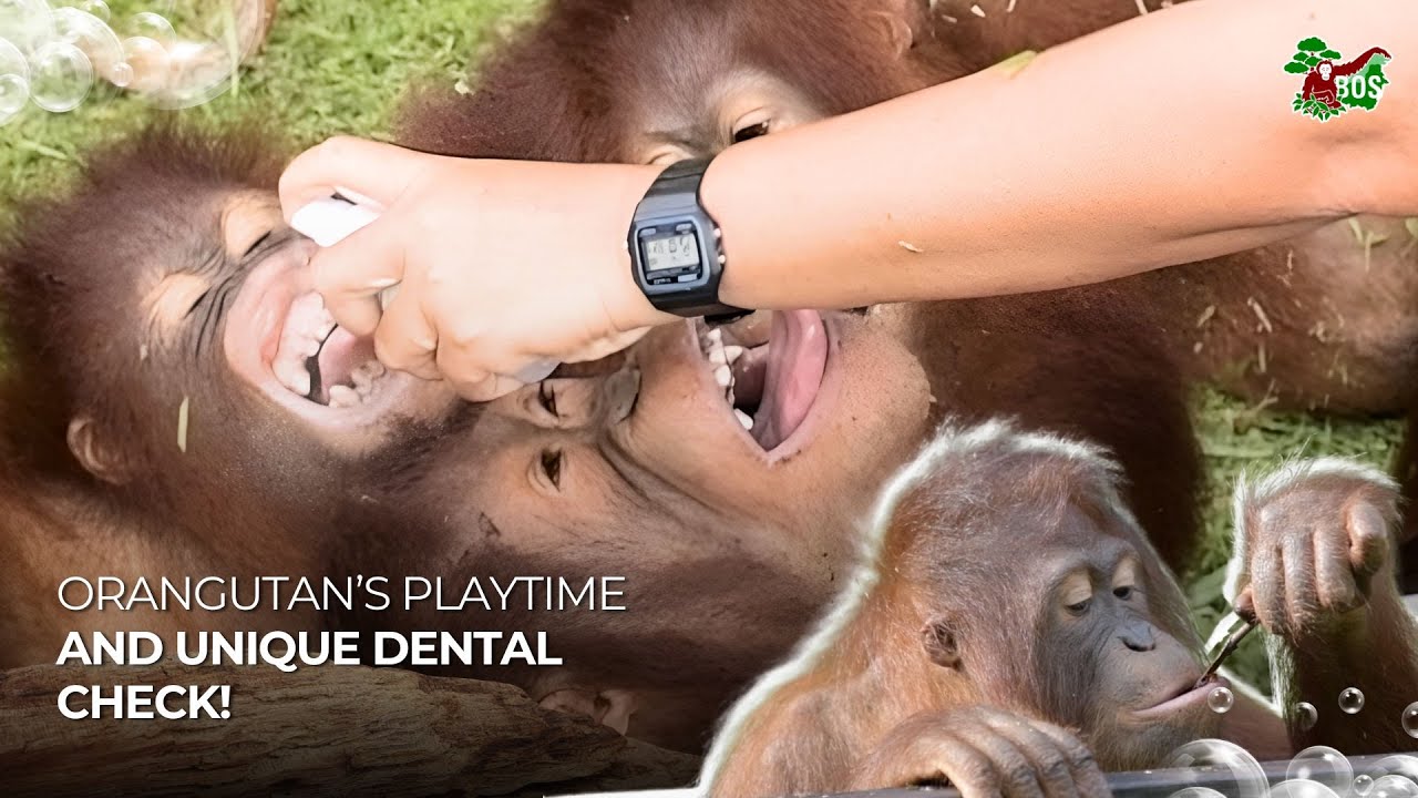 #WILDSTREAMING EPISODE 15 - ORANGUTANS' PLAYTIME & UNIQUE DENTAL CHECK!