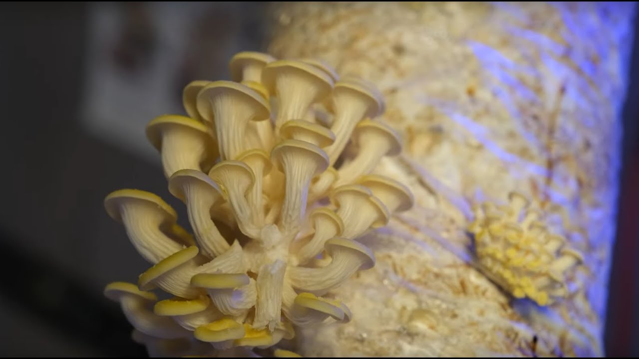 Как выращивать вешенки на соломе: Введение. Часть 1 из 5