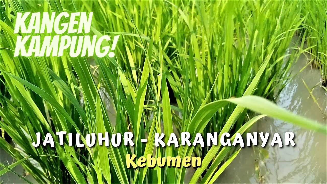 SUASANA KAMPUNG ! di Jatiluhur Karanganyar Kebumen yang Asri dan Bikin Hati Adem (ora bisa mulih)