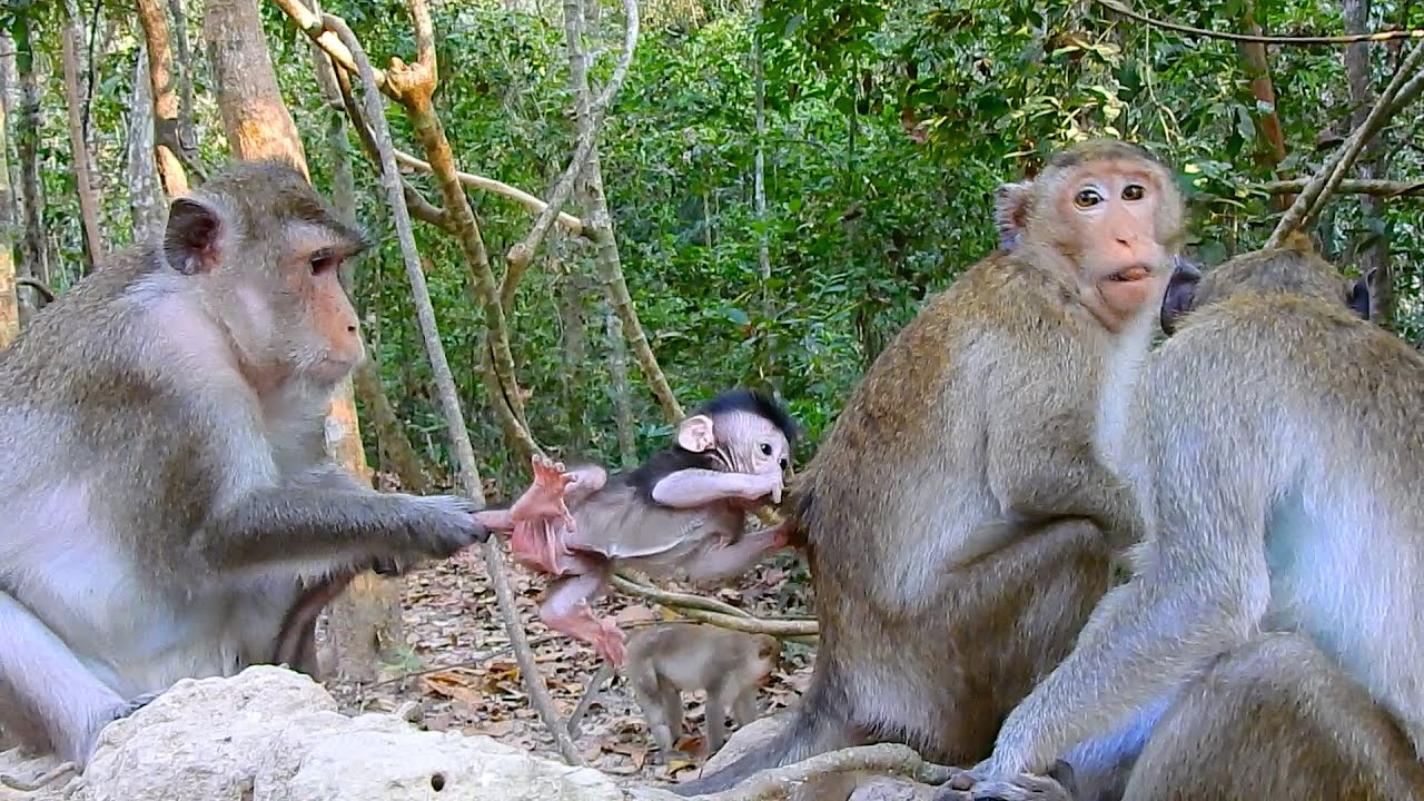 Po-or Baby AMINA! No Adult, What Is Mom Anna Doing With The Most Pretty Baby AMINA??