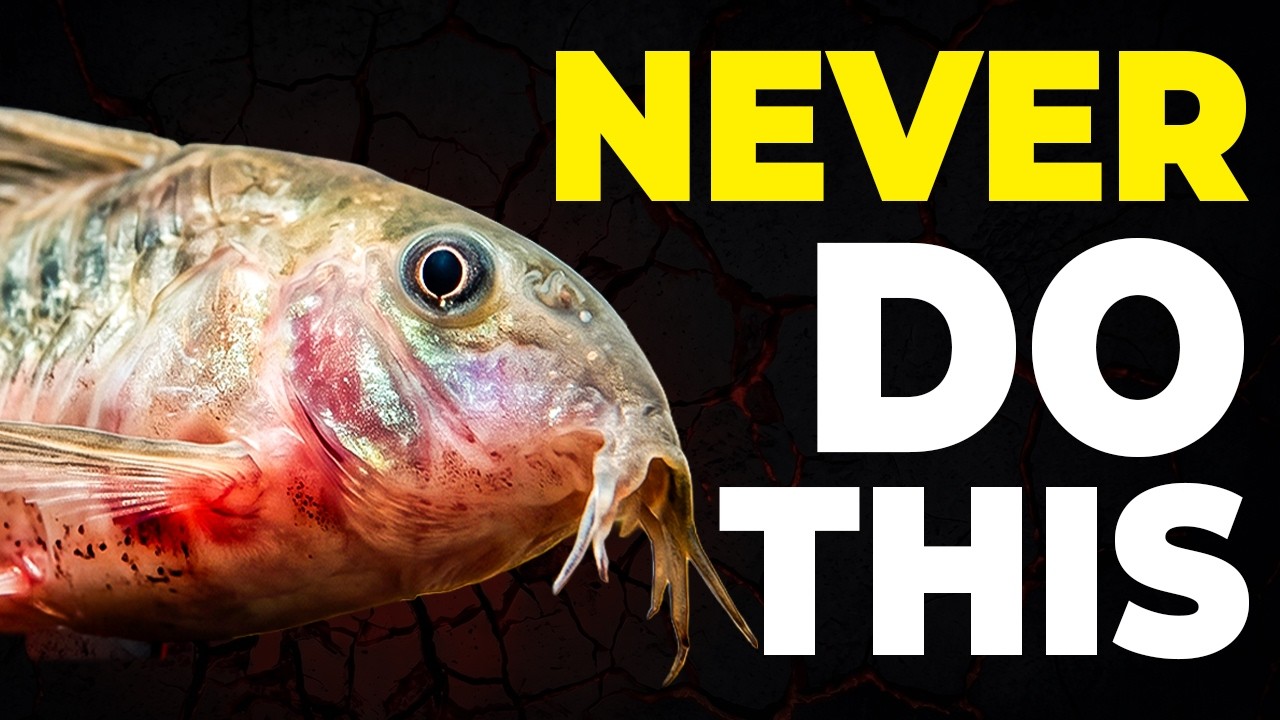 Don&rsquo;t Buy These Bottom Dwellers! Worst to Best Fish (Will Destroy Your Aquarium)