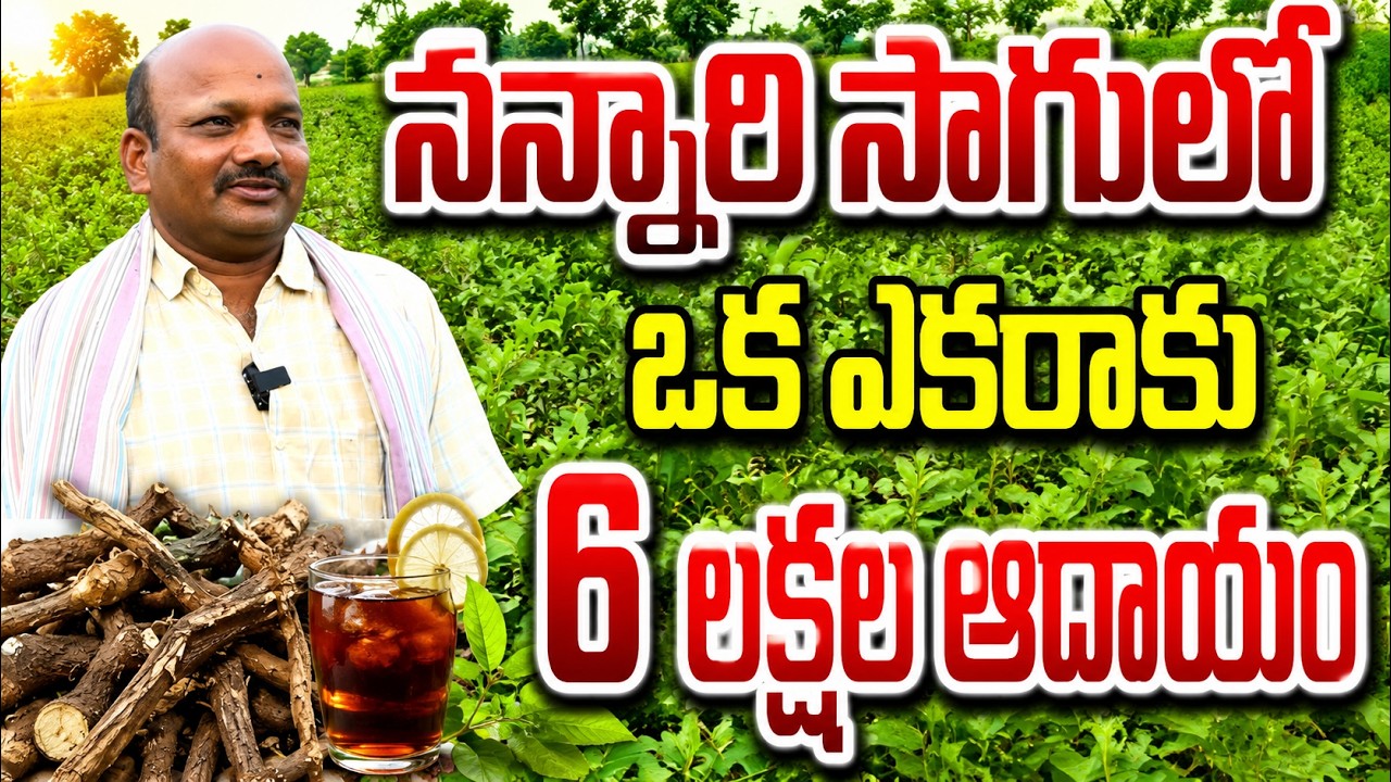 నన్నారి సాగుతో రైతుకు లాభాలు | nannari crop |BHOOMIPUTHRA TELUGU