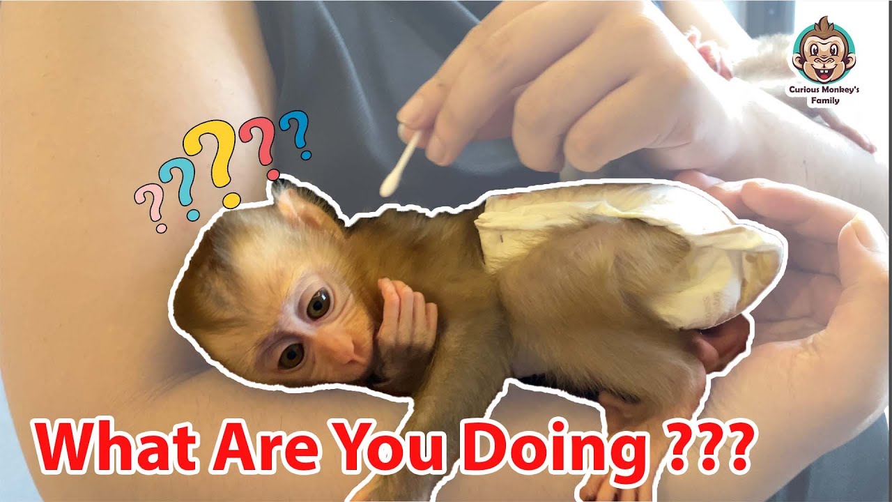 What Are You Doing ??? | Curious Monkey Family's Daily