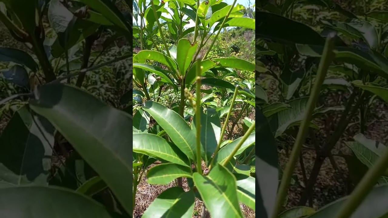 Teknik Pembungaan Mangga Dengan Cara Potes Pucuk