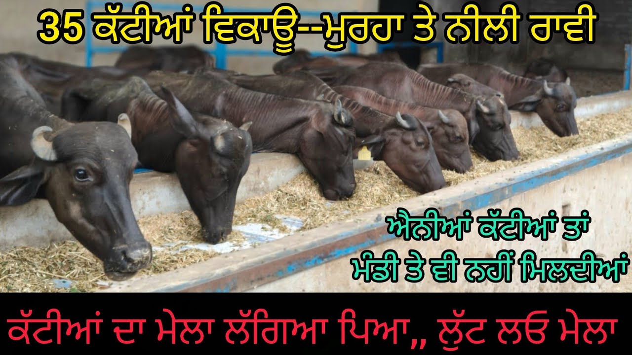 ਸਪੈਸ਼ਲ ਕੱਟੀਆਂ ਦੀ ਘਰੇ ਮੰਡੀ--- 35 ਕੱਟੀਆਂ ਵਿਕਾਊ 84270-19817.  Pashumandi in home  35 murah heifers sale.