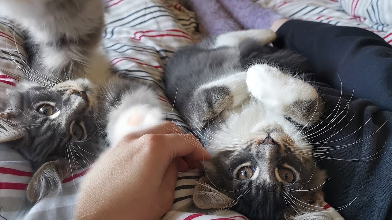 We got a Maine Coon kitten!