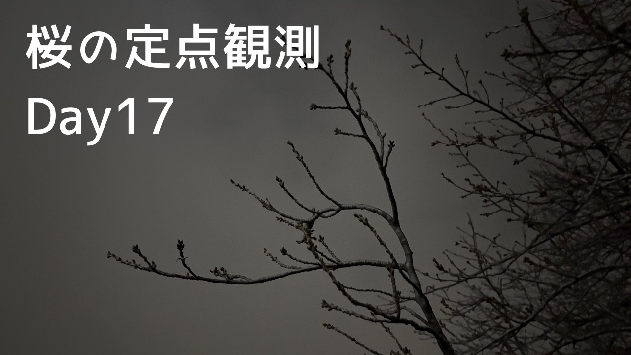 【桜Vlog】Day17｜Sakura｜Japan Sakura Walk 4K｜POV