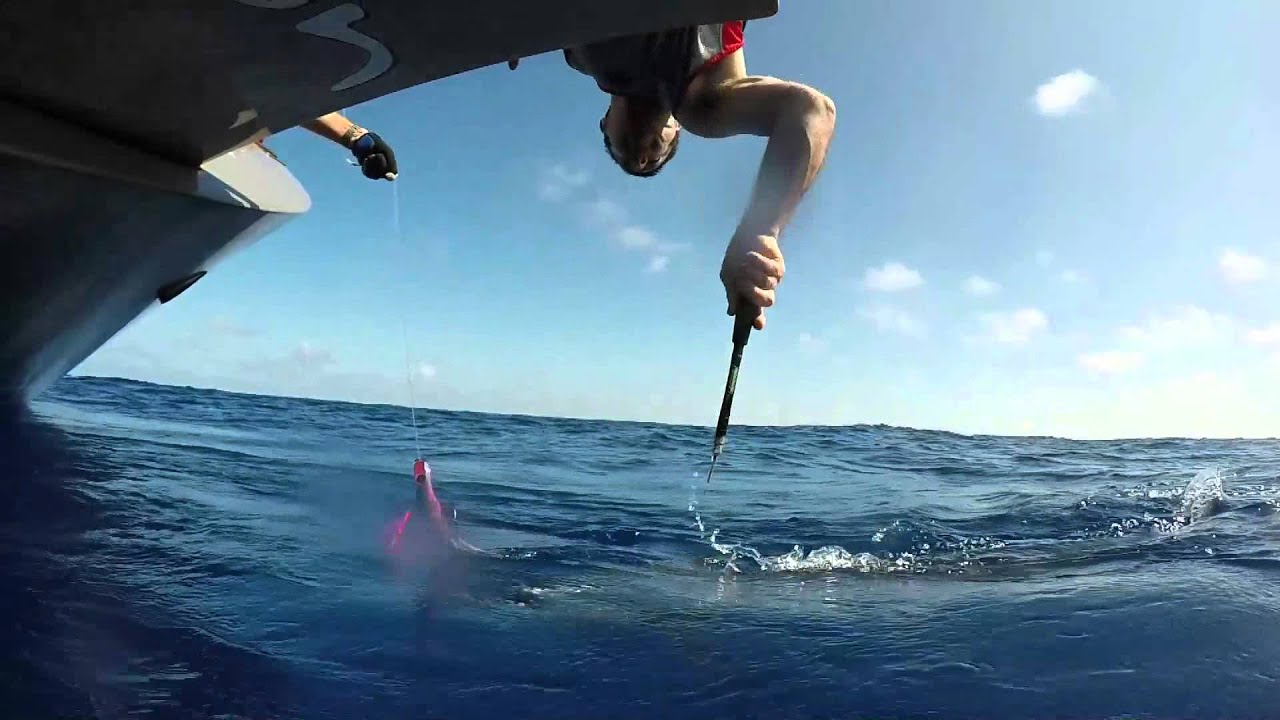 Minerva Reef   Spearfish