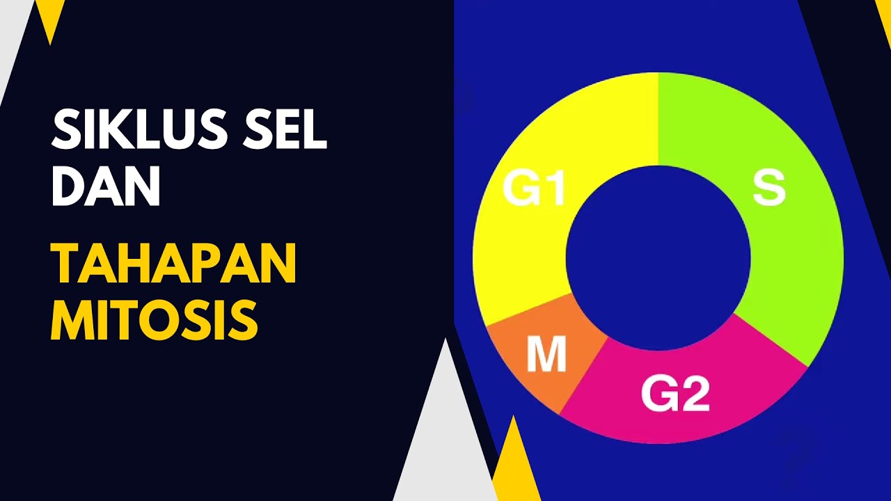SIKLUS SEL DAN TAHAPAN MITOSIS
