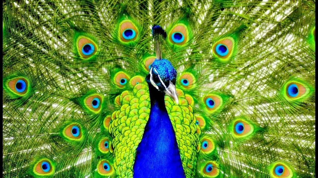 film Un monde fleur de Jacques BIENVENU