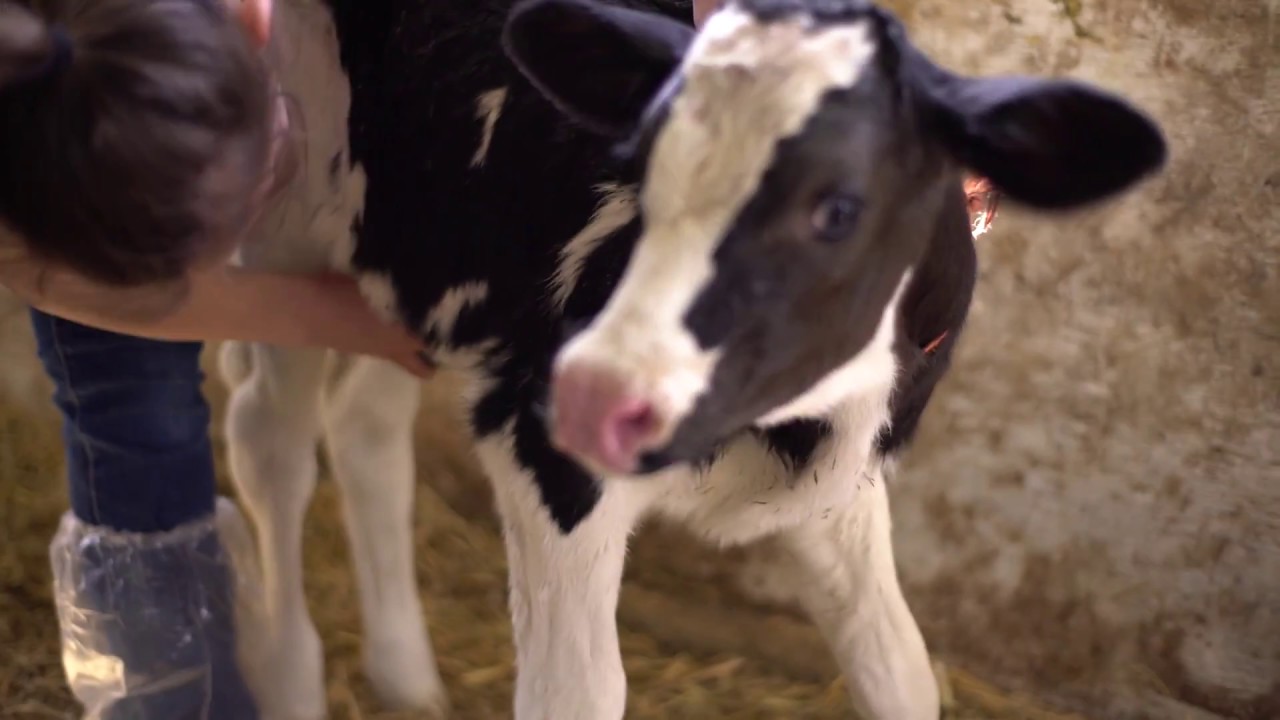 Dairy Calves Navel Disinfection