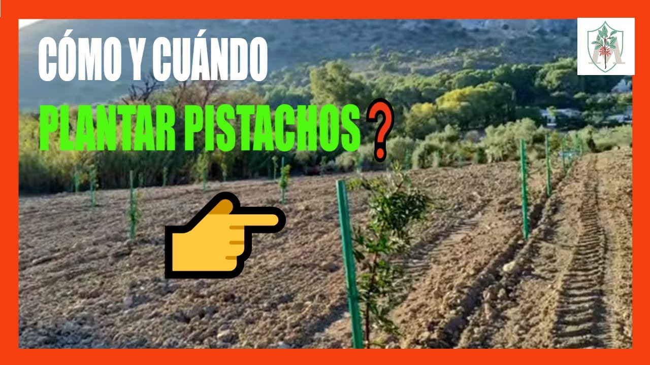 👀¿CÓMO Y CUÁNDO Plantar PISTACHOS para INJERTAR en Campo ❓💲💲💲💲