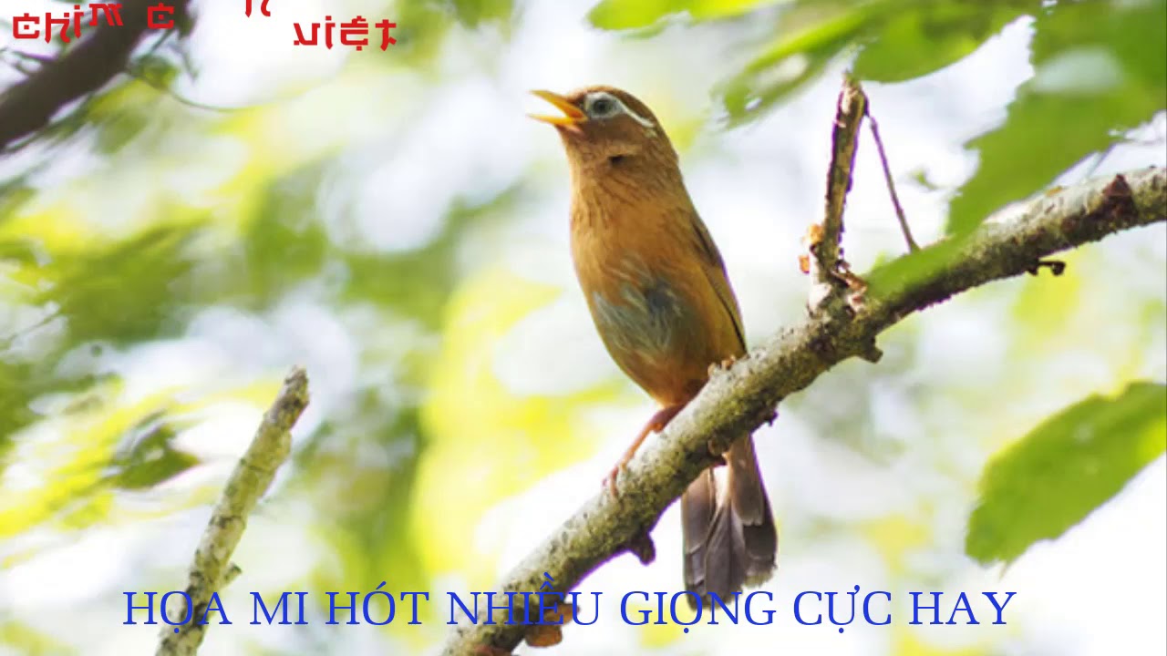 LUYỆN HỌA MI HÓT NHIỀU GIỌNG RỪNG CỰC HAY