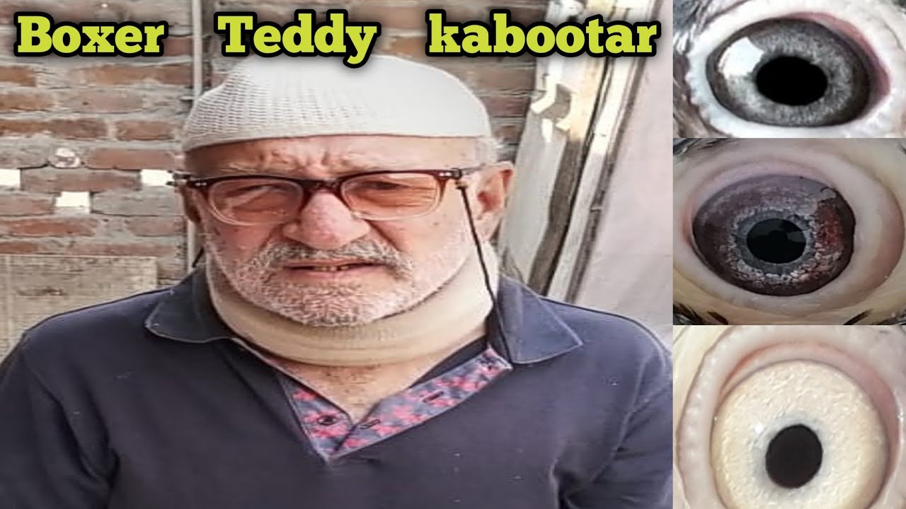 khawaja Mujeeb Part 2 | Pakistan Teddy Pigeon 2024 | khawaja mujeeb live interview +923053439608