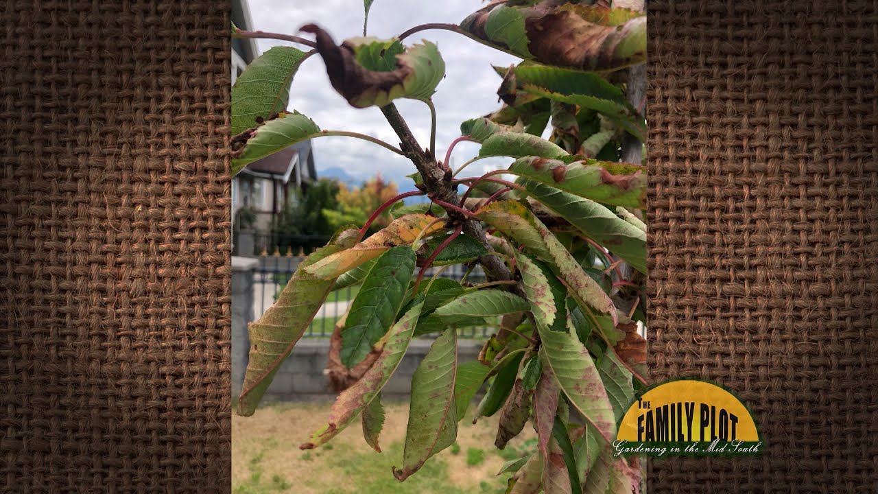 Q&A - I planted a sweet cherry fruit tree and the leaves are curling. What is going on?