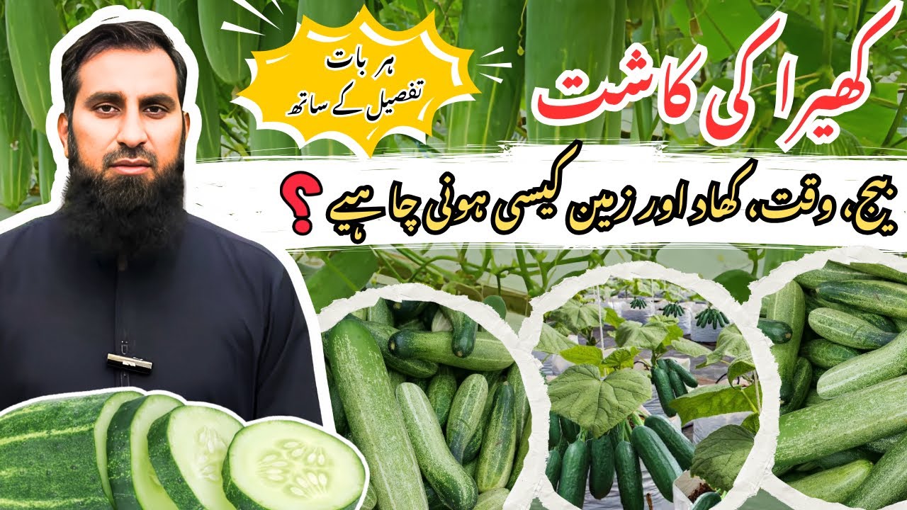 Cucumber farming کھیرے کی کاشت Most profitable crop and farming, step by step guide |IR FARM