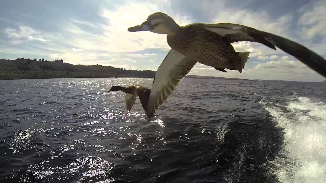 Flying Ducks - super close, you can almost touch, just incredible!