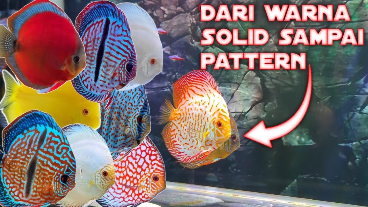 DISCUS || Beberapa jenis dan type ikan discus
