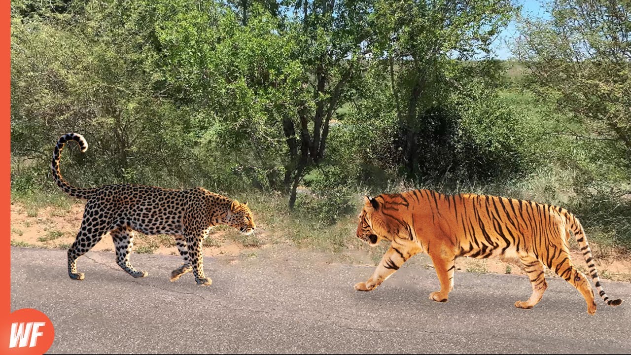 When a Leopard Faced Tiger..It Got Killed