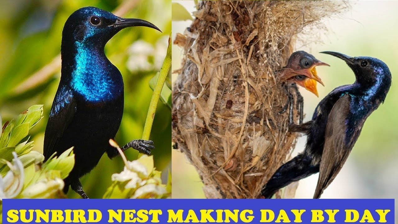 Incredible Nests made by Purple sun birds