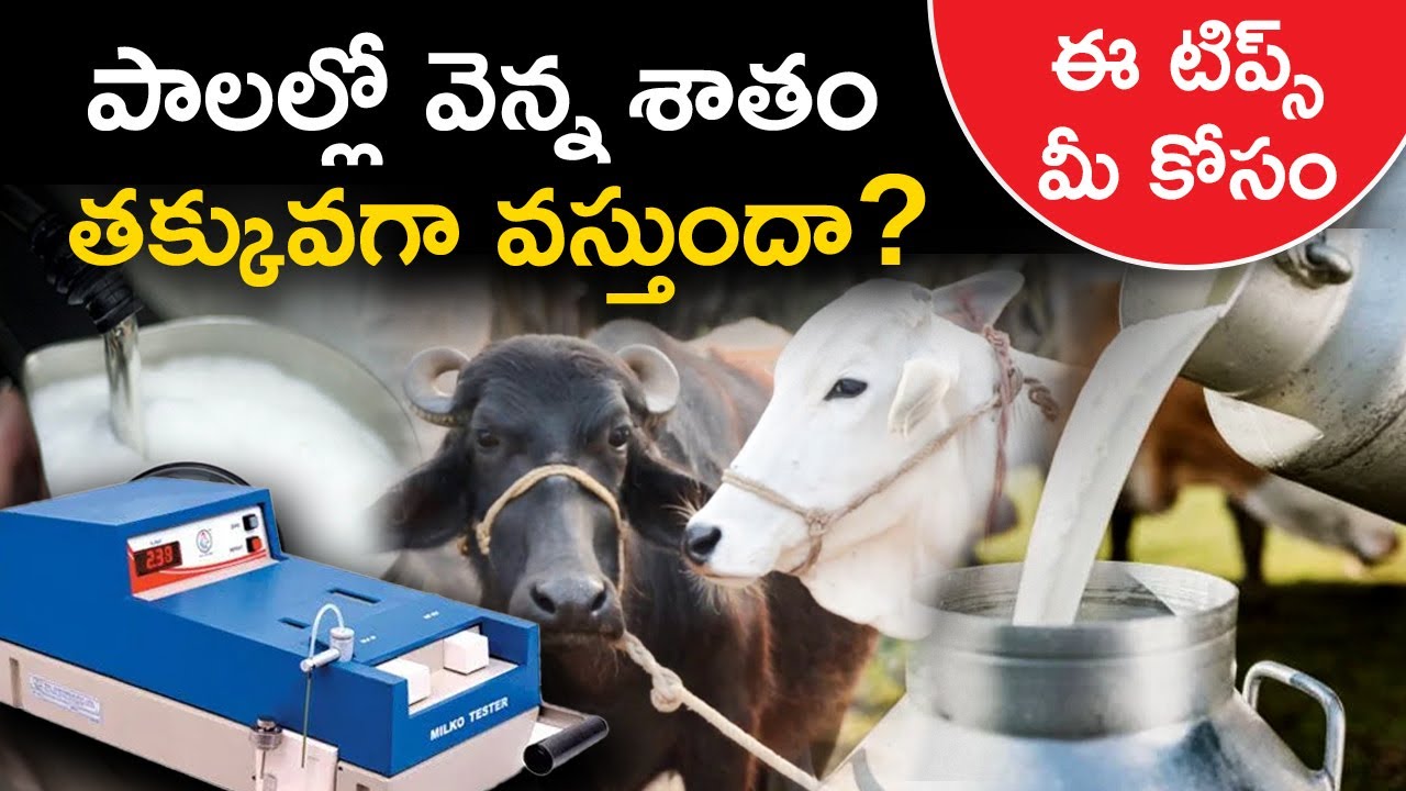 Difference Between Organic and Regular Dairy Farming for Beginners | Dairy Farming Tips in Telugu