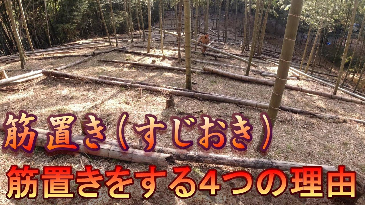 竹の筋置き（すじおき）【筋置きをする４つの理由】（竹の子栽培・竹林管理）
