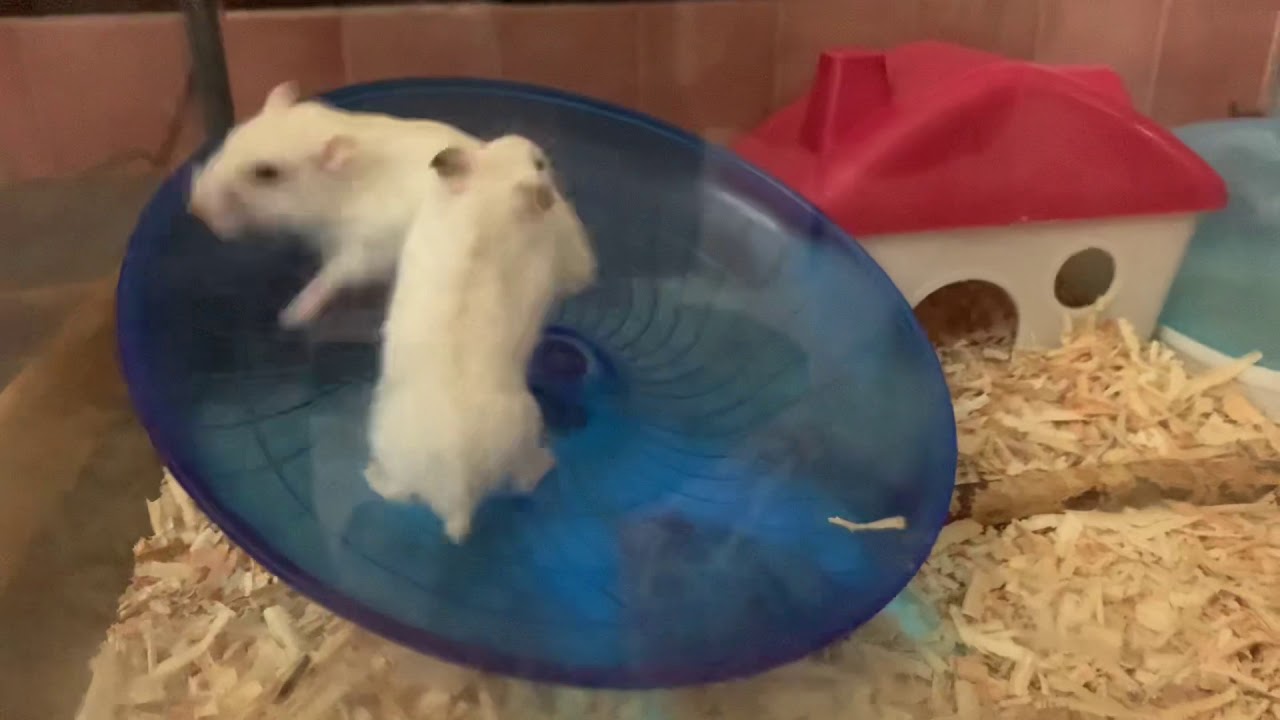 Hamster Pearl Yellow Line Couple