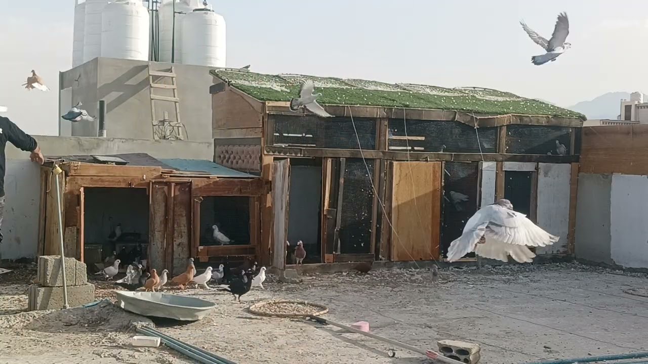 حططنا مراسلي ونفذ من المقلب للاسف