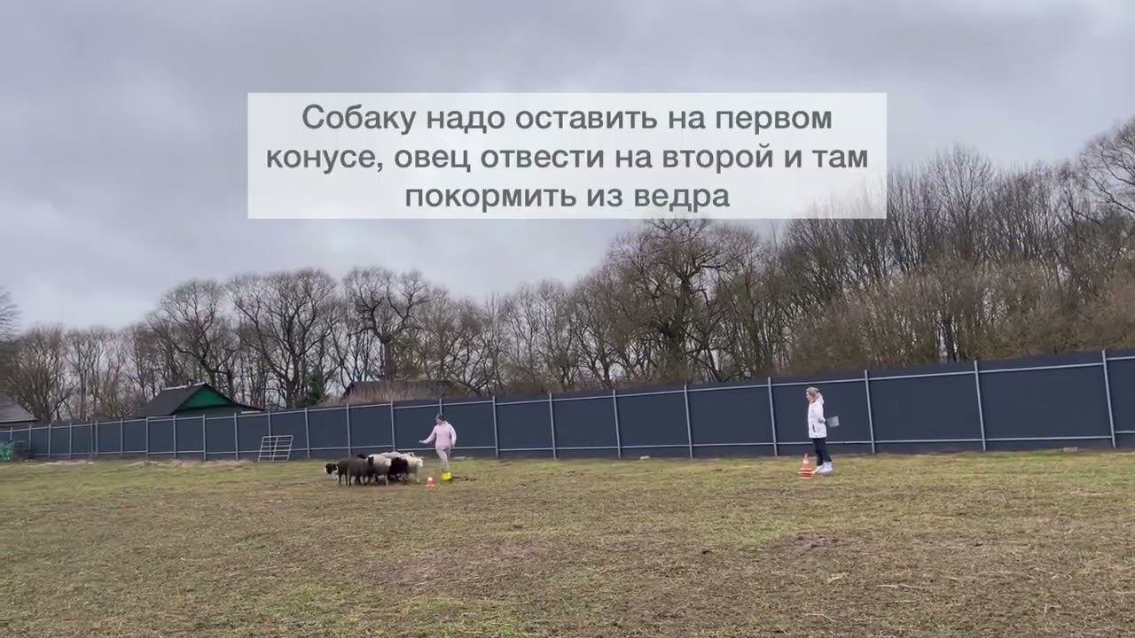 Соревнования по пастьбе овец, Бордер колли Ласточка, 1 место