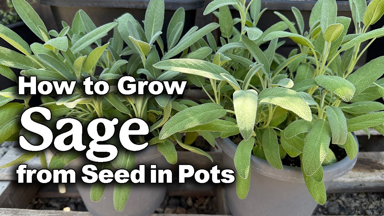 How to Grow Sage from Seed in Pots🌿 | Easy planting guide