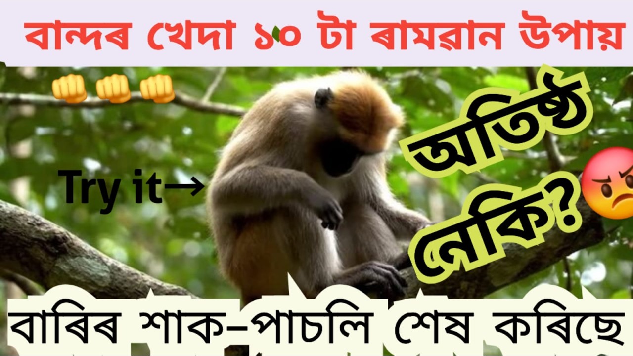আপুনি বান্দৰৰ কাৰনে অতিষ্ঠ হৈছেনেকি? বান্দৰ খেদাৰ ১০ টা ৰামবান উপায় !