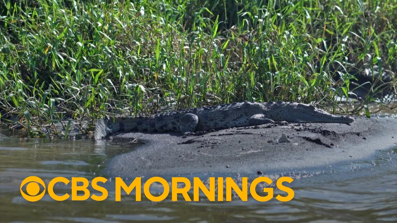 Florida man bitten by American crocodile in Everglades