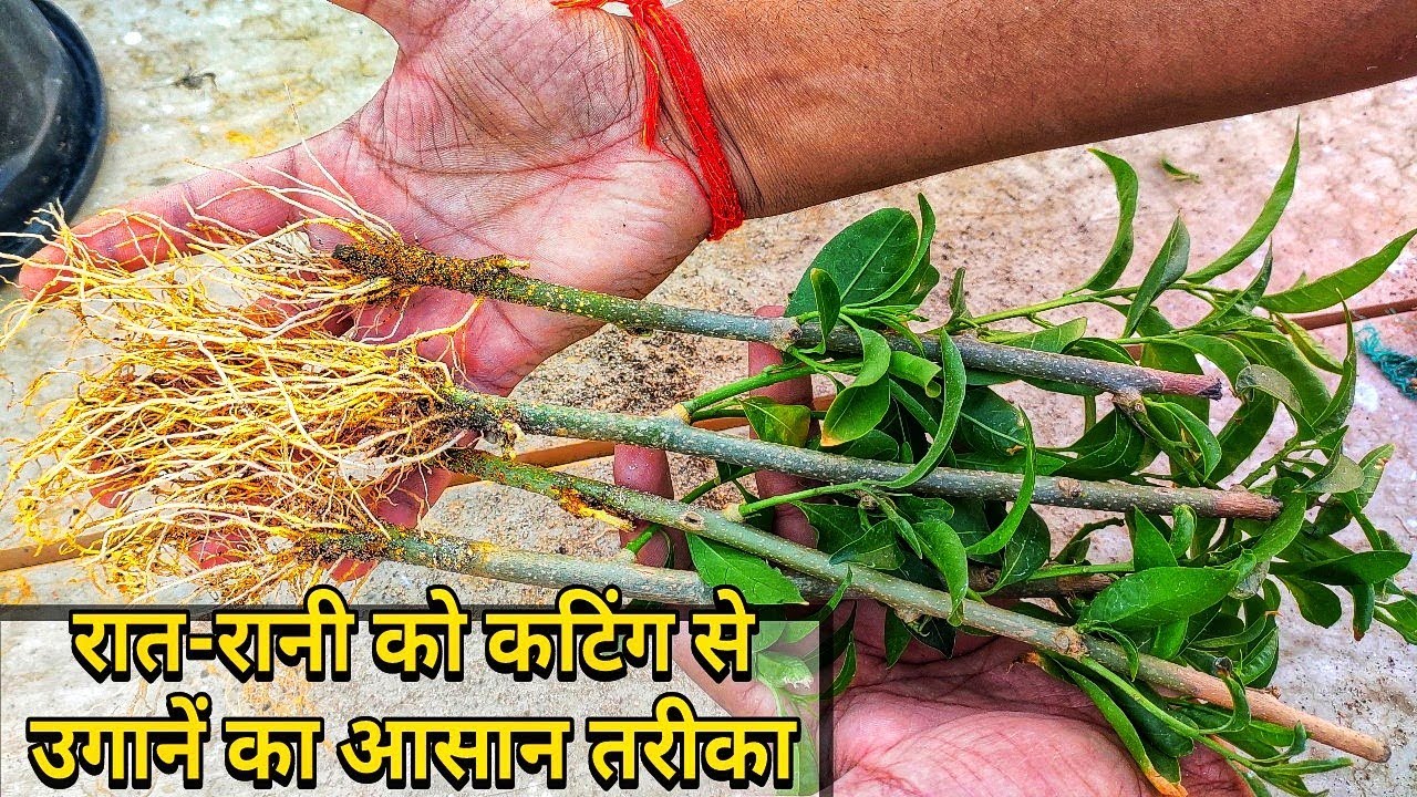 Night Blooming Jasmine ( रातरानी ) Cutting Propagation :: Queen of Night Plant