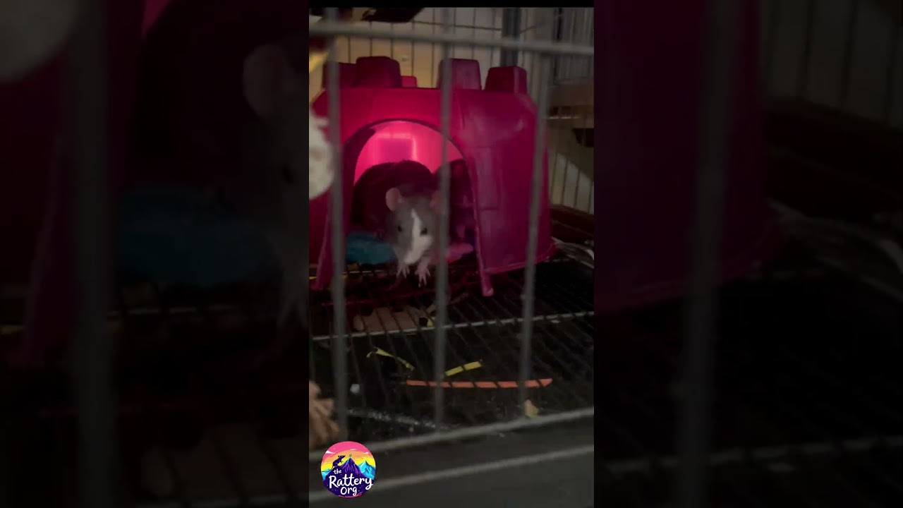 #ratteryvlog #vlogaboutrats #ratvlog #vlogging #rats #cuterats #ratroom #roomofrats #denver #rattery