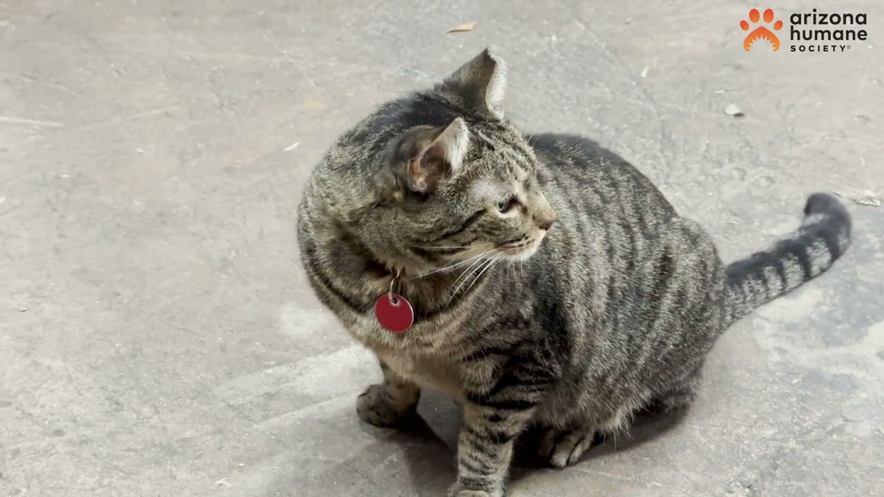 The Arizona Humane Society’s Working Cats Program
