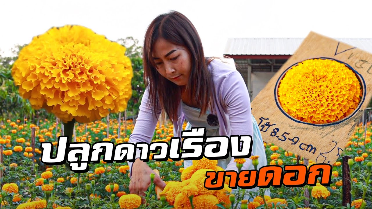 พี่หน่อย ปลูกดาวเรืองขายดอก ใช้พื้นที่น้อย รายได้ดี 20,000 ต่อเดือน