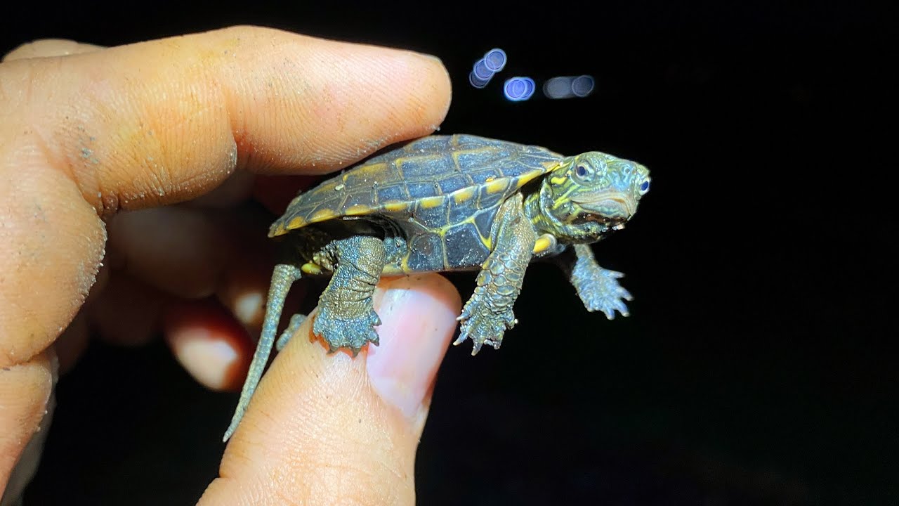 水路に落ちて死にかけていたカメの赤ちゃんを救った