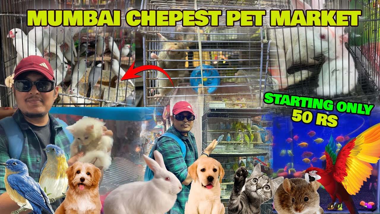इतने सस्ते मै 🐈🐇 | Crawford pet market mumbai | birds cats & more | Crawford market mumbai