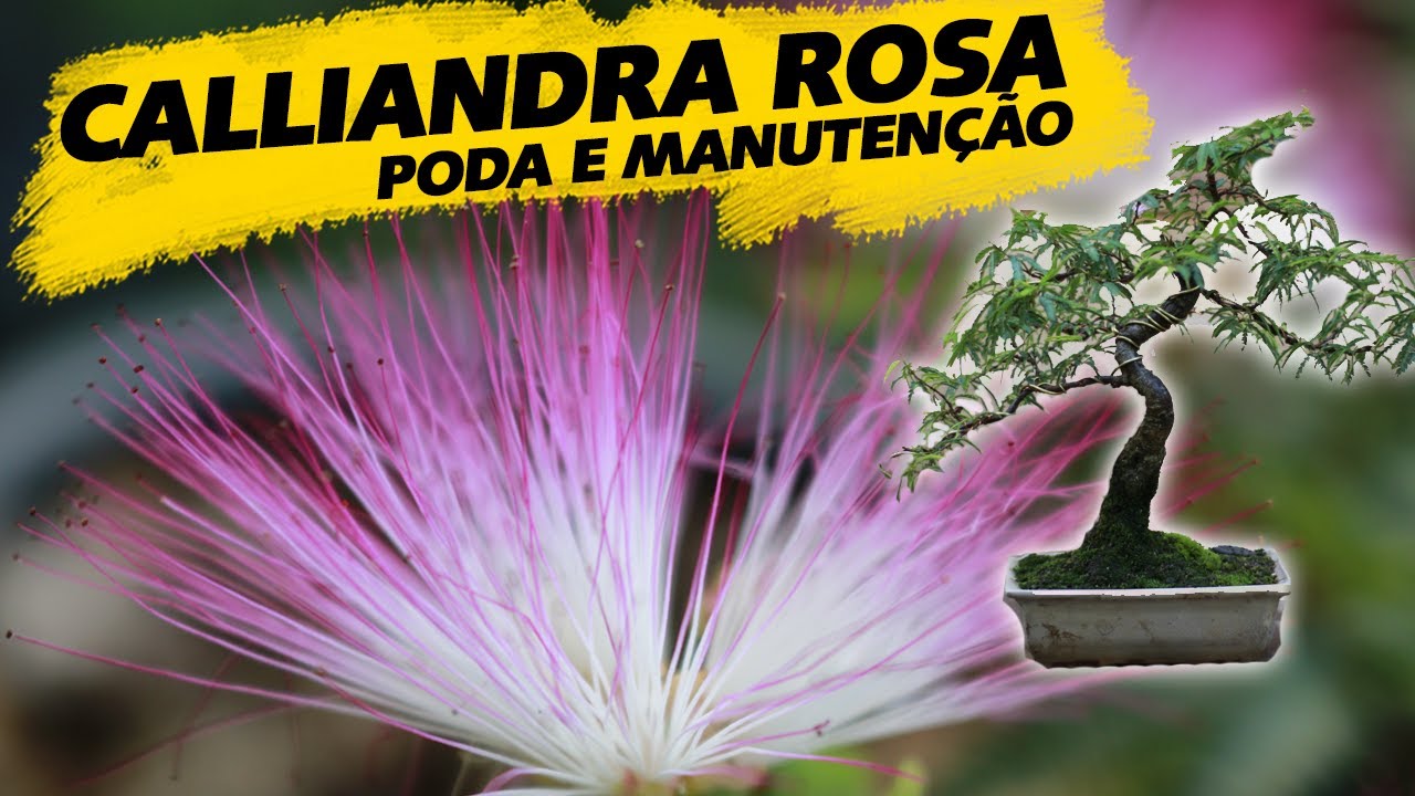 Calliandra Rosa Estilo Moyogi - Poda e Manutenção - AYKA BONSAI