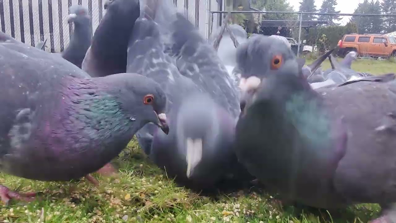 Up close and personal with a street pigeons of Washington!#pigeon #bird #nature #