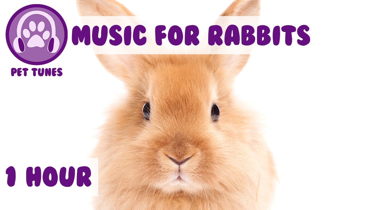 Relaxing Music for Your Rabbit