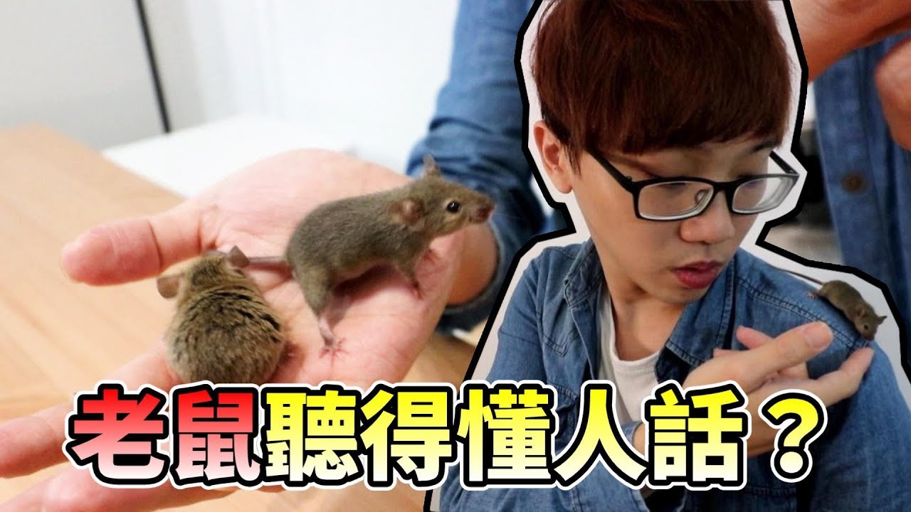 【維鼠日記】老鼠聽得懂人話？訓練鼠寶寶成為皮卡丘！【維特】#11
