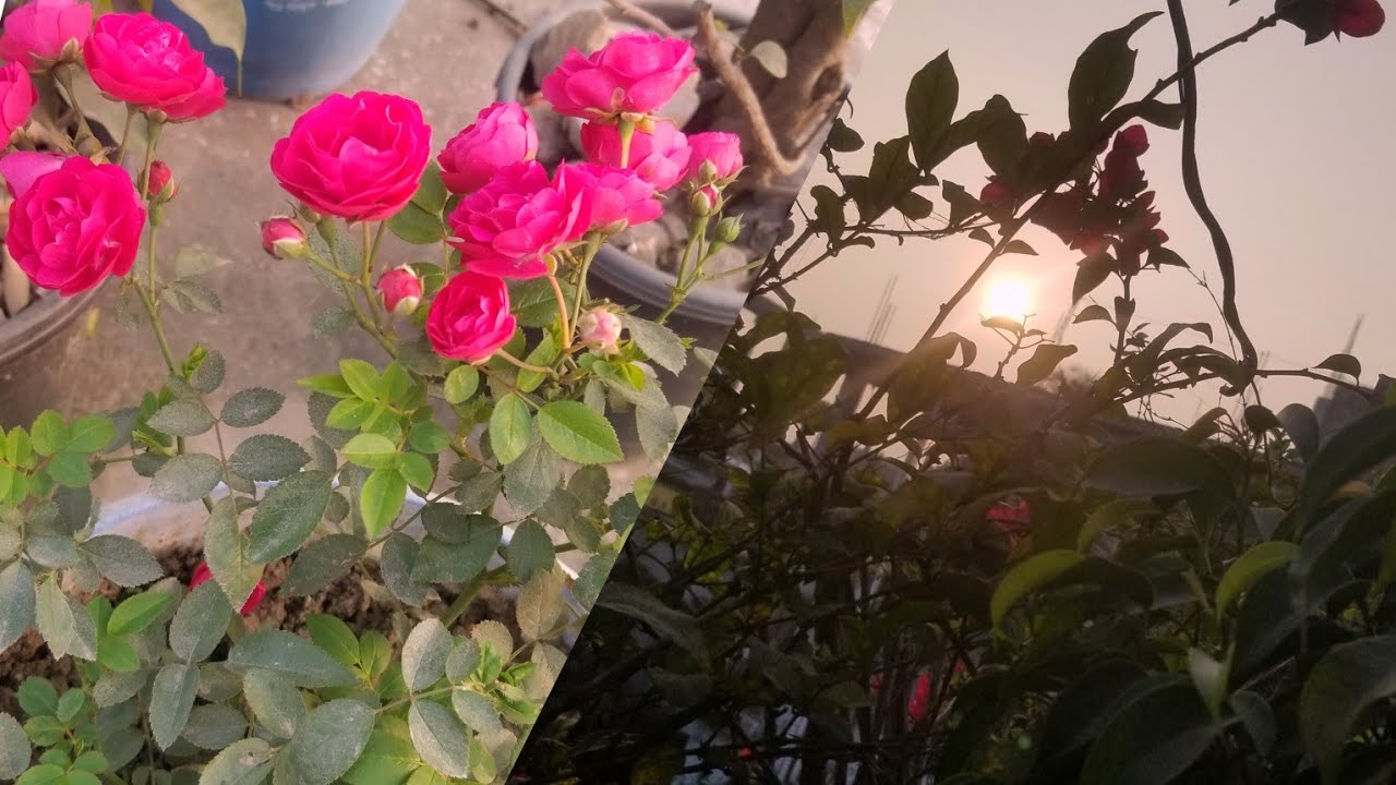 সূর্যি মামা দেখা দিলো তাই আমাদের এলাকাবাসীর আনন্দের মেলা বসলো।