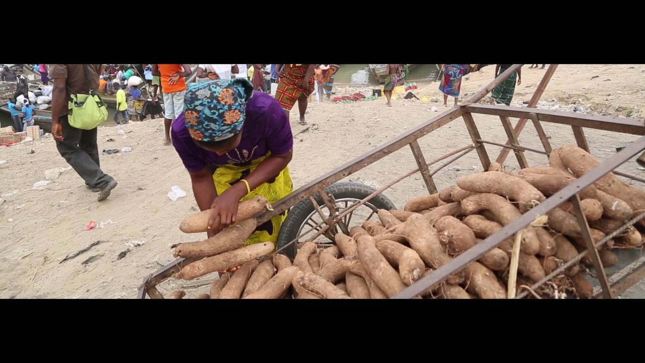 Seed Yam production and marketing