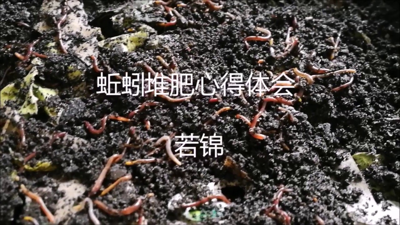 蚯蚓堆肥心得