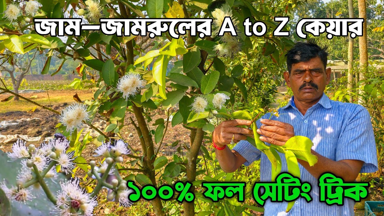 জাম এবং জামরুল ফুল এলে বা না এলে কি করবেন
