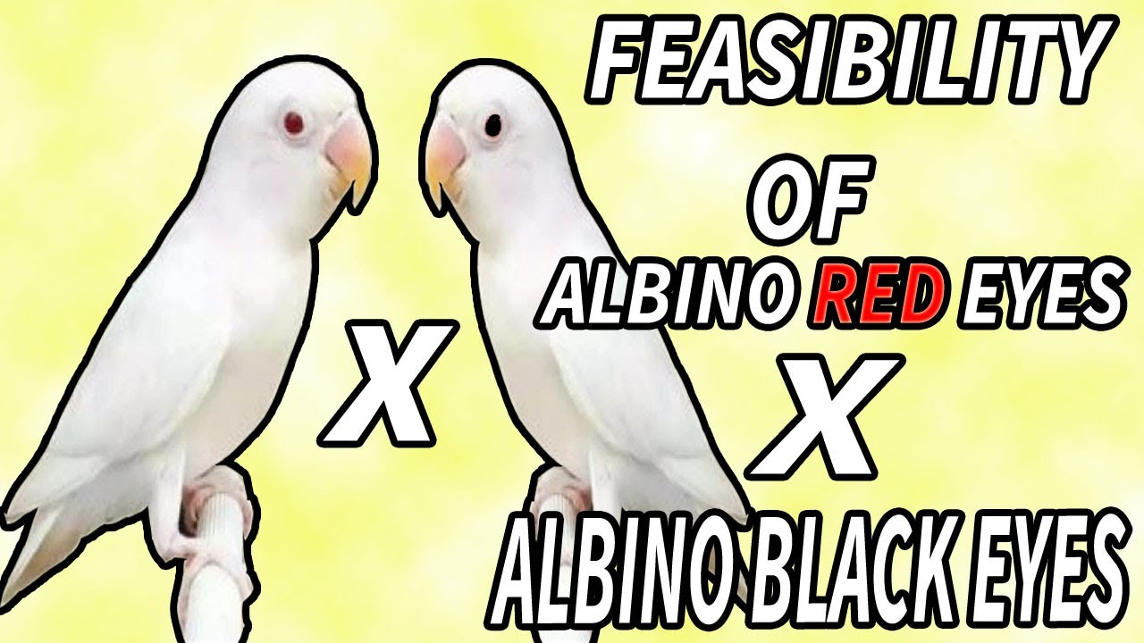 Feasibility Of Albino Lovebird In Urdu/Hindi |Albino Red Eyes X Albino Black Eyes|DsAviary 313|2022|