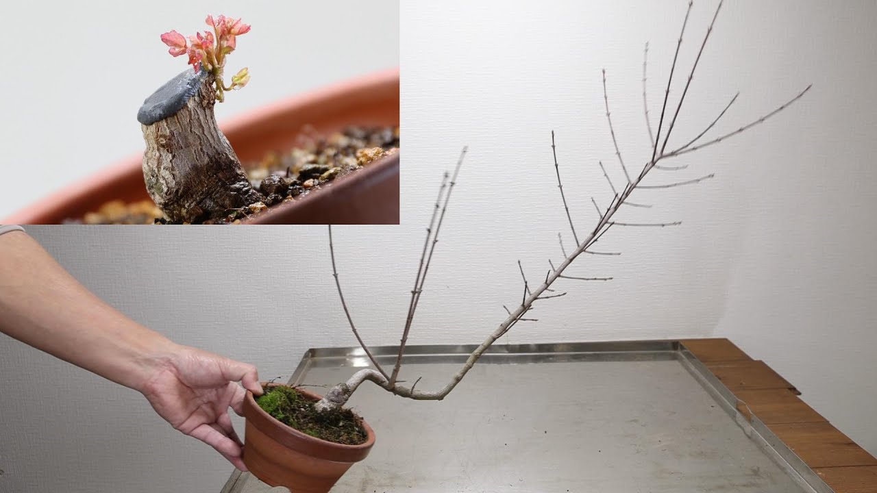 盆栽作りの基本　宮様カエデの小品盆栽を作る