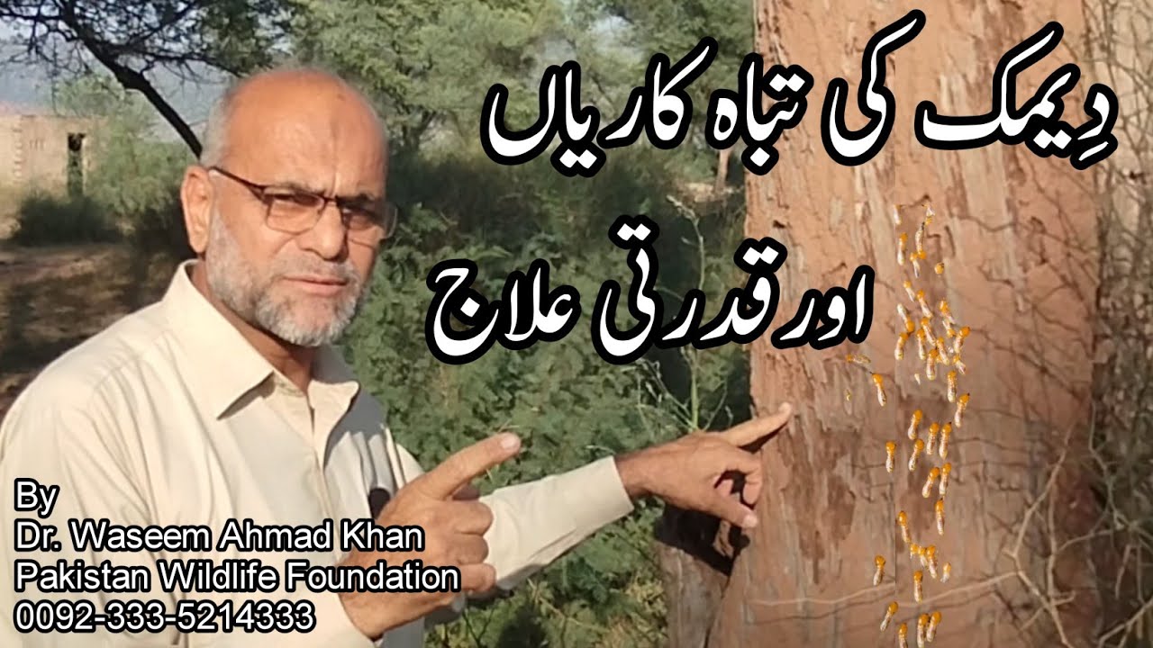 Deemak Ka Ilaj | Deemak Khatam Karnay Ka Tarika | How To Control Termite