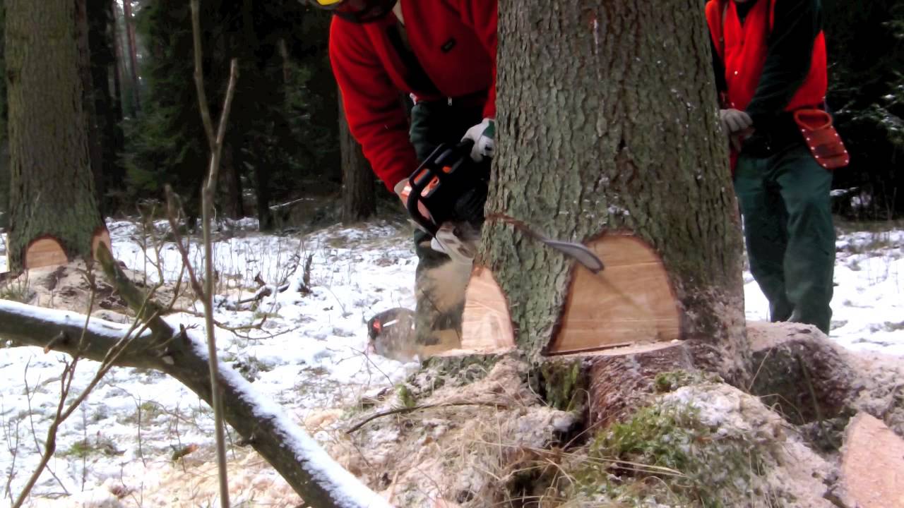 Der Landesforst Brandenburg Teil 1